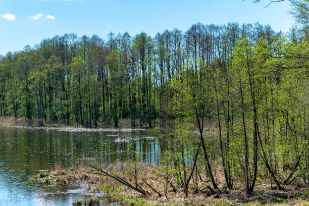 istock lake shore with distinct trees in green summer 1068863764
