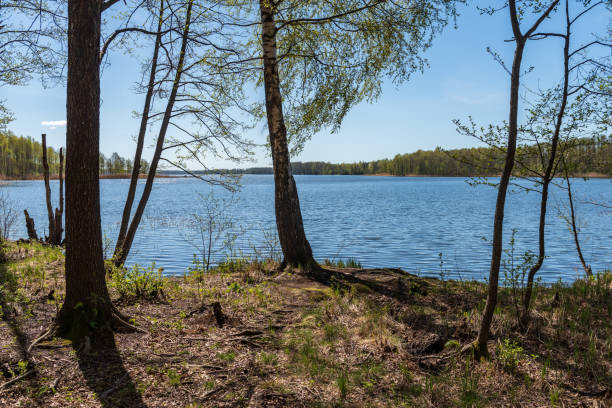 istock lake shore with distinct trees in green summer 1068863774