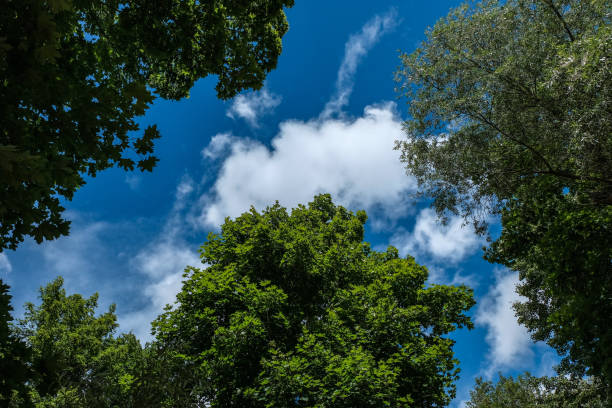 istock large trees agains blue sky 1068863894