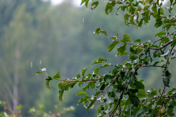 istock apple tree branches in green summer day with rain 1068864260