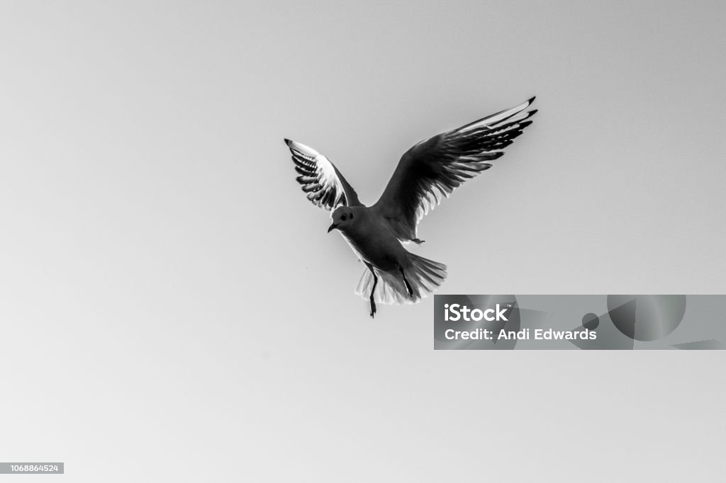 Black and white image of seagull in flight Wildlife Animal Body Part Stock Photo