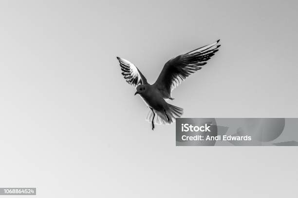 Black And White Image Of Seagull In Flight Stock Photo - Download Image Now - Animal Body Part, Animal Migration, Animal Themes