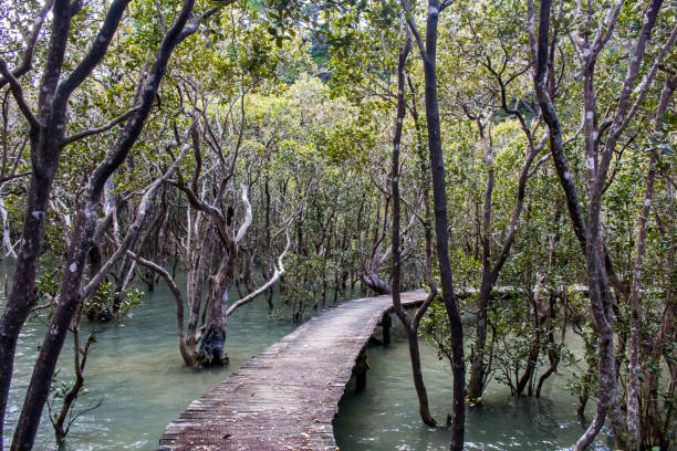 Walkway through the mangroves on the Paihia to Opua Coastal Walkway, North Island, New Zealand Walkway through the mangroves on the Paihia to Opua Coastal Walkway, North Island, New Zealand brackish water stock pictures, royalty-free photos & images