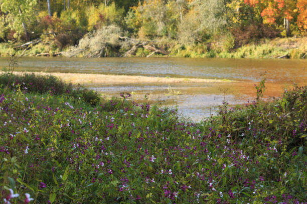 istock Gauja river at Sigulda, Latvia. 1068866508