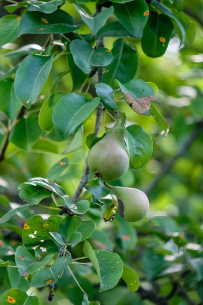 istock apple tree branches in green summer day with rain 1068866716