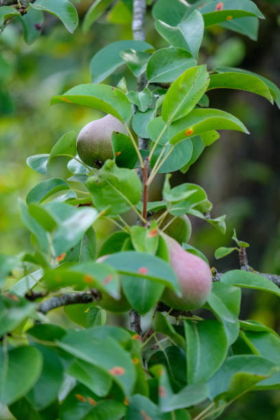 istock apple tree branches in green summer day with rain 1068866742