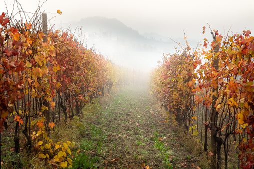 Rows of colorful autumn vineyards in Temecula Valley wine country, California.