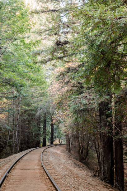 Railroad Tracks and Redwoods.
