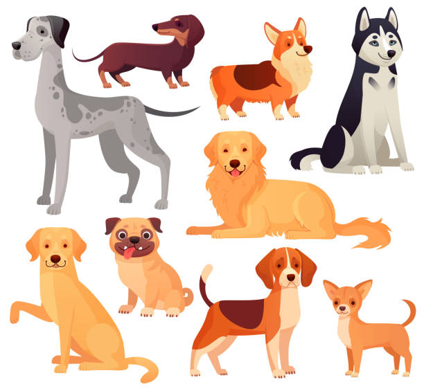 ilustraciones, imágenes clip art, dibujos animados e iconos de stock de carácter de las mascotas perros. perro labrador, golden retriever y husky. vector de dibujos animados aislados ilustración conjunto - dachshund dog