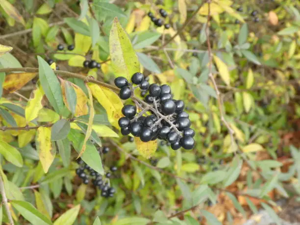 privet bush tree black fruits berrys wild plant