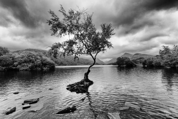 istock Lone Tree Llanberis North Wales 1068874654