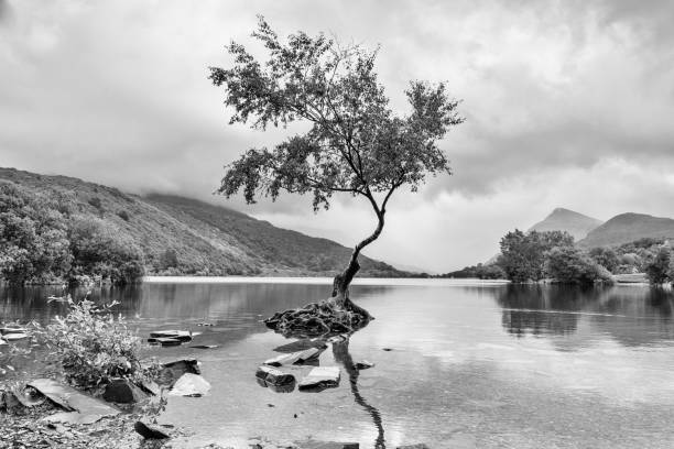 istock Lone Tree Llanberis North Wales 1068874668