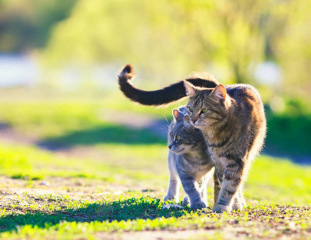 美しい愛する猫のペアは、日当たりの良い春の日に彼らの尾を上げる緑の草原を抱いています。 - kitten cats animals and pets formal garden ストックフォトと画像