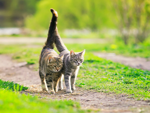 a pair of cute beautiful striped loving cats hugging the green meadow raising their tails on a Sunny spring day