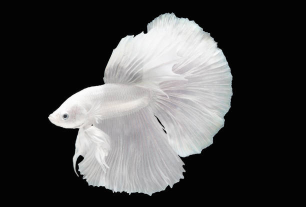 movimento della betta siamese , pesce da combattimento (platinum-half moon betta) su terreno bach nero - half moon tail foto e immagini stock