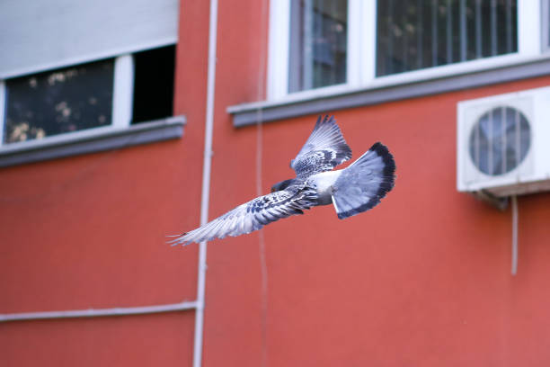 istock pigeon flying in the city 1068876732