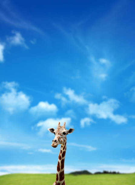 A close up of an african giraffe