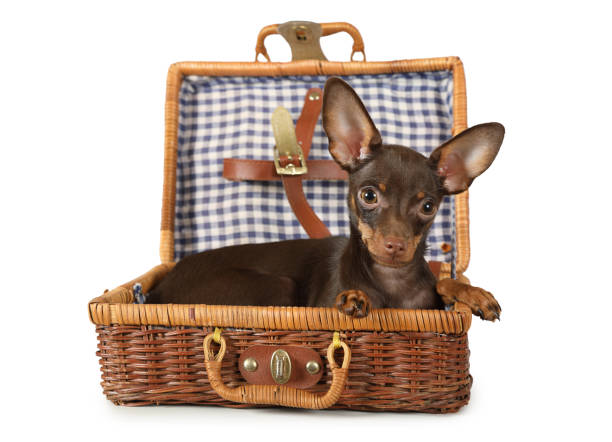 istock Toy Terrier dog lying in a suitcase for picnic 1068877538