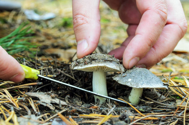 istock Freshly picked equestrian tricholoma. Mushroom picker. 1068878696