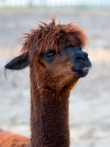 istock Brown Alpaca, a portrait 1068882386