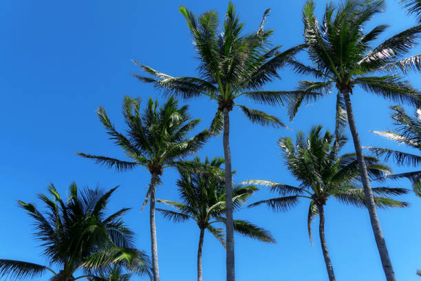 istock Group of close up tall coconut palm trees over sunny blue sky 1068888280