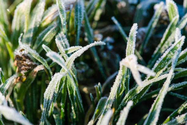 istock Beautiful ice texture at green grass leaves 1068888466