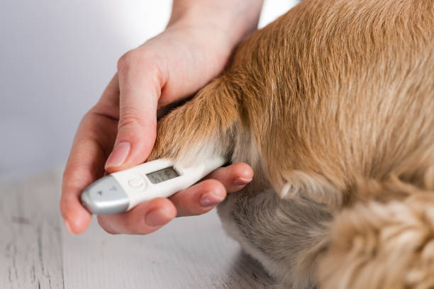 istock Thermometer in female hands and dog close up 1068888566