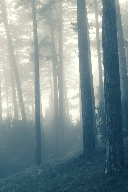 istock Foggy morning, autumn landscape with pine trees 1068890142