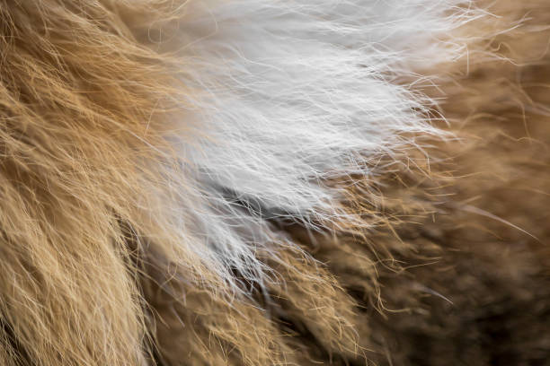 istock Cat fur hairs closeup, dog texture and pattern 1068890702