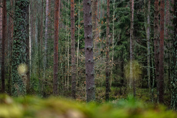 istock dark autumn foorest with spruce and pine tree 1068891684