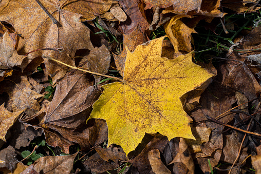 Colored maple leaves. Frosty Yellow autumn leaves. Natural environment  background