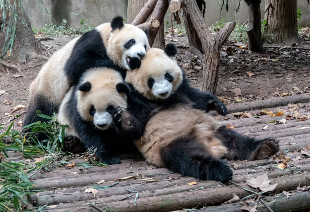 osos panda jugando entre sí - panda animal fotografías e imágenes de stock