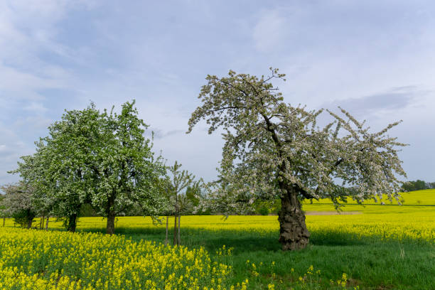 istock Beautiful Landscape with Blossoming Trees 1068897166