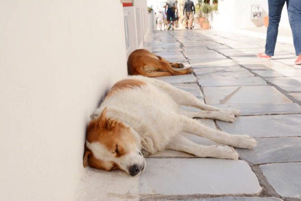 istock Two Sleeping Street Dogs in Santorini Greece 1068899886