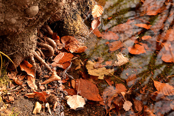 yellowed leaves and water