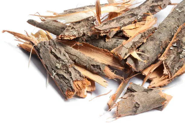 Photo of Bark of willow tree isolated on white background.