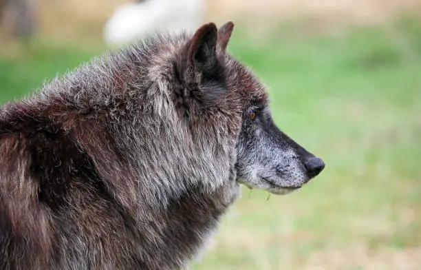 Photo of Black wolfdog in profile