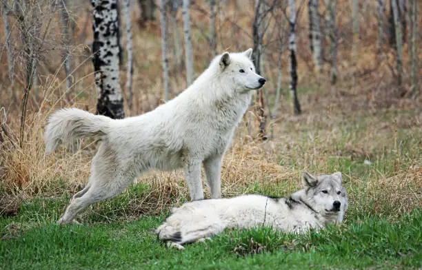 Photo of Arctic wolfdog stretching out