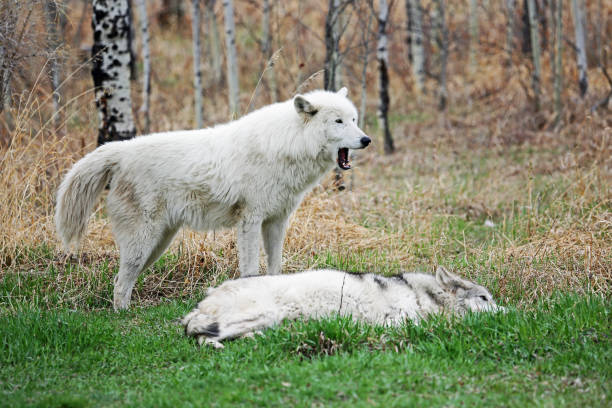 Arctic wolfdog yawning Yamnuska Wolfdog Sanctuary, Cochrane, Alberta, Canada cochrane alberta stock pictures, royalty-free photos & images