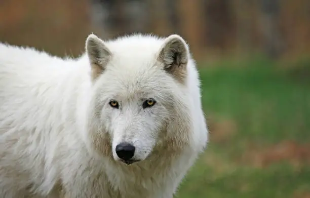 Photo of Arctic wolfdog portrait