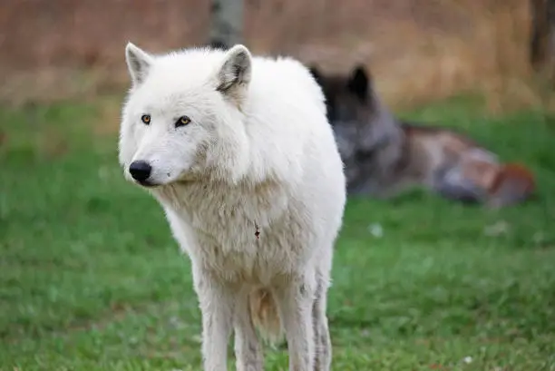 Photo of Arctic female wolfdog