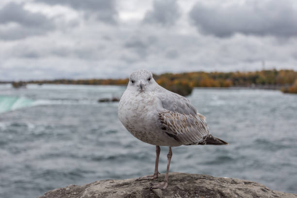 istock Seagull looking at camera waiting for food 1068902156