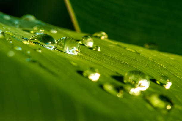 Close-up look on a few water drops on a green leaf - macro