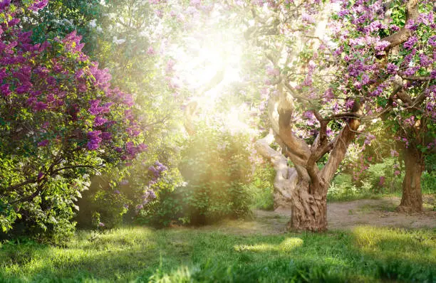 Photo of beautiful landscape with old lilac tree blossoming in the garden. Lilac trees under bright sun rays