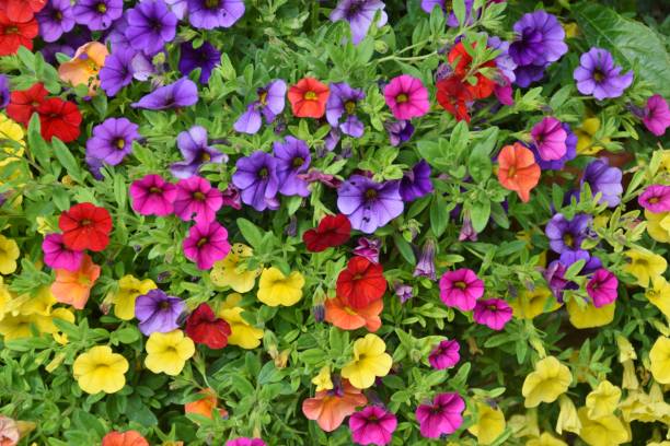 petunias of different colors - petunia imagens e fotografias de stock