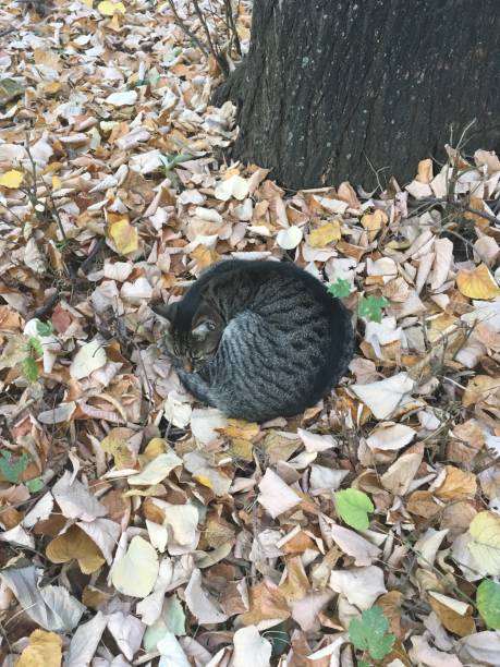 istock Fur ball cat in the autumn cold 1068909678