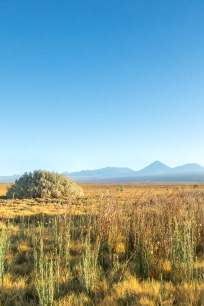 istock Atacama desert, Chile, Andes, South America. 1068909790