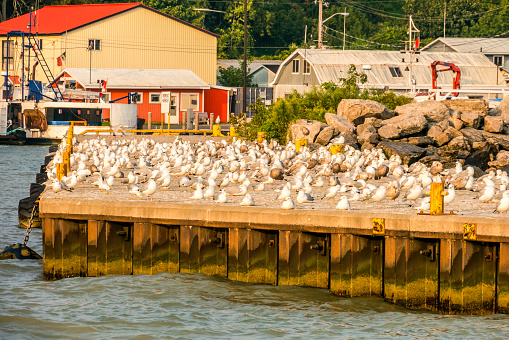 A flock of seagulls in various stages of rest & groom on concrete pier in active fishing harbor, building and boats in background