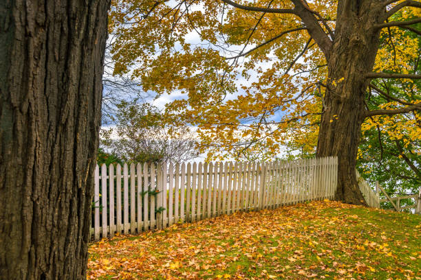 Aged white picket fence between fallen leaves -evocates feels, memories, of yesteryear.