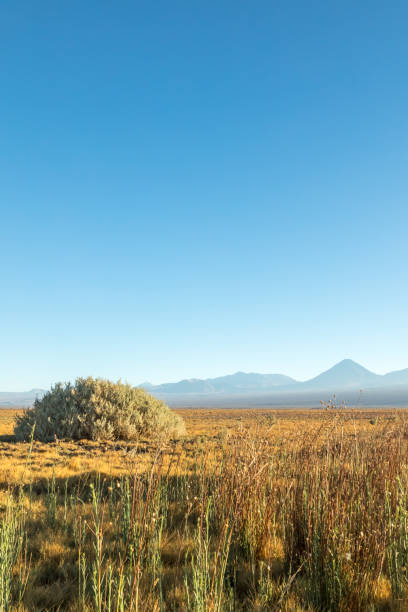 istock Atacama desert, Chile, Andes, South America. 1068912122